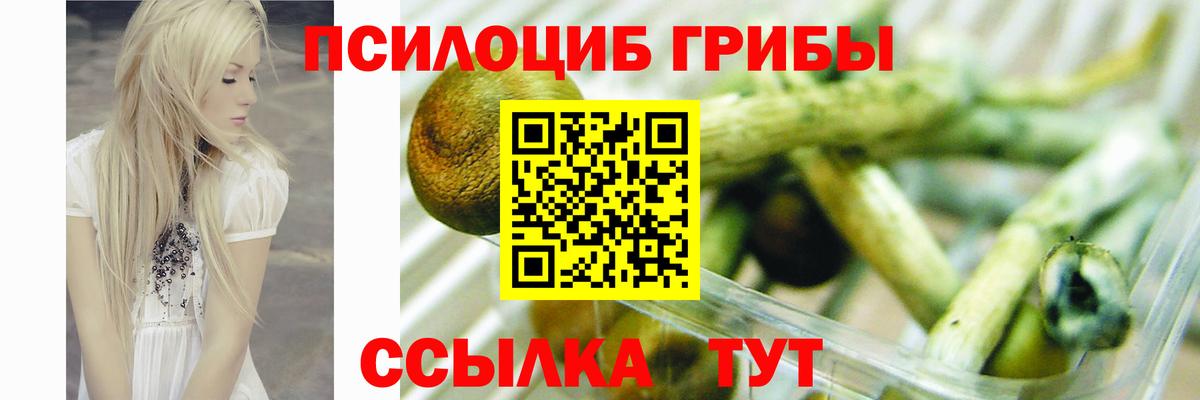 Псилоцибиновые грибы Psilocybe Кудрово